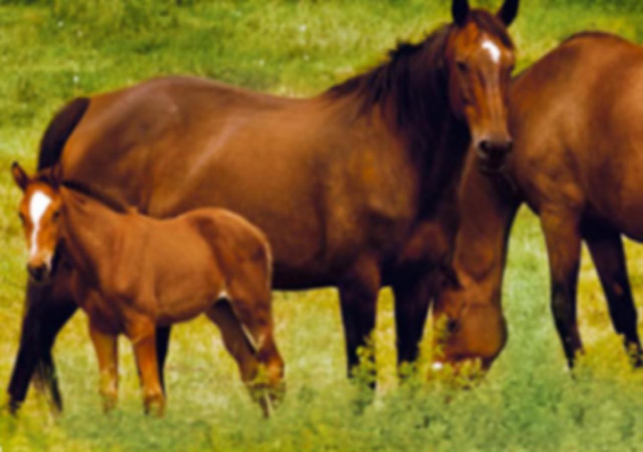 Gite Les Aubues Lormes Exterior foto